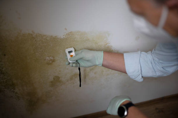 Best Black Mold Removal  in Glenolden, PA