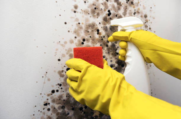 Best Attic Mold Removal  in Glenolden, PA
