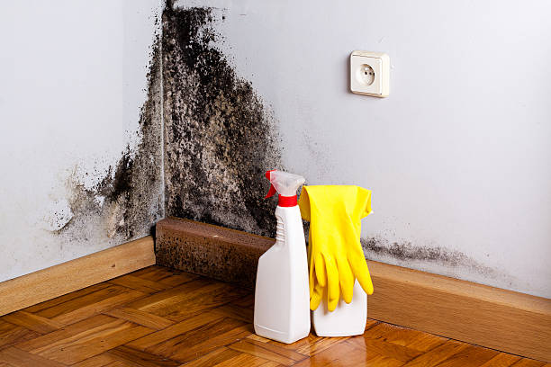 Best Attic Mold Removal  in Glenolden, PA