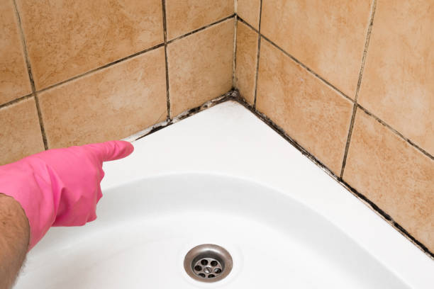 Best Best Mold Removal Companies  in Glenolden, PA